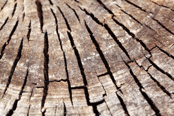 abstract of cracked stump texture