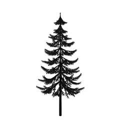 Pine