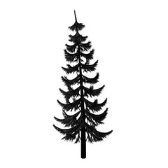 Pine