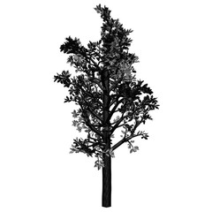 Obraz premium Tree