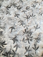 steps on the snow