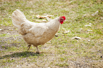 Hen at the farm yard. close up