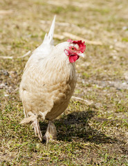 Hen at the farm yard.