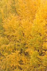 Fototapeta premium 黄葉したイチョウの木