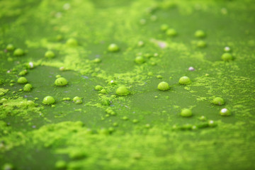 air bubble in algae