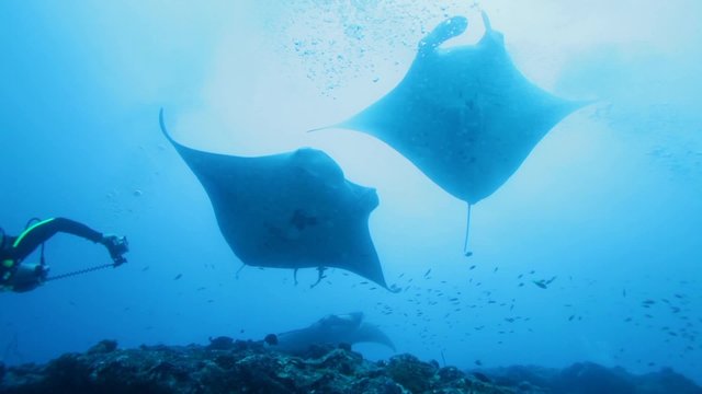 Relaxing Swimming of Big Manta Rays, Maldives Islands