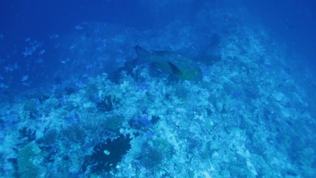 Sweetlips Fish (Plectorhinchus) Swimming near Bottom, Maldives Islands