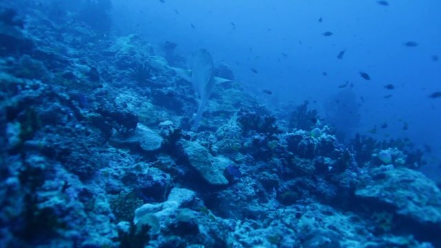 Emperor Fish (Lethrinus microdon) Swimming near Bottom, Maldives Islands