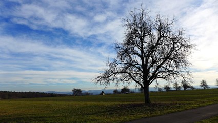 Obraz premium Streuobstwiese II