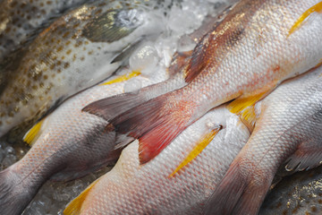 White snapper fish