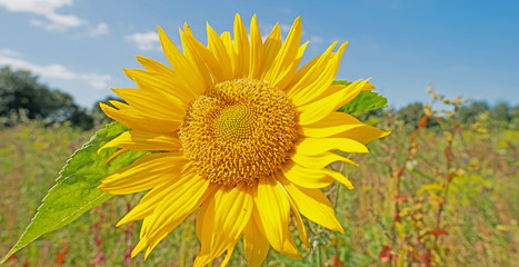 Sunflower in a field in summer