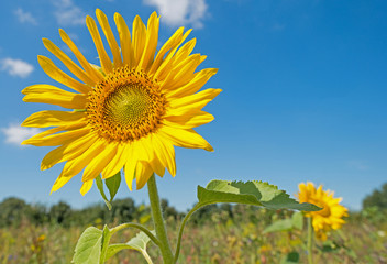 Sunflower in a field in summer