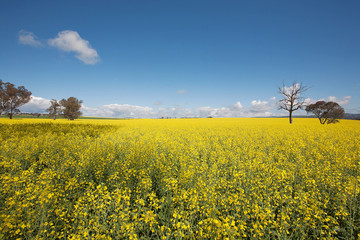 Obraz premium Canola Crop in paddock