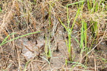 The rice straw and mud in background