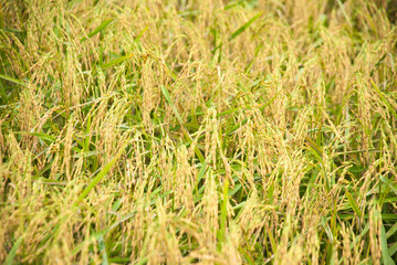 The paddy rice close up and green background