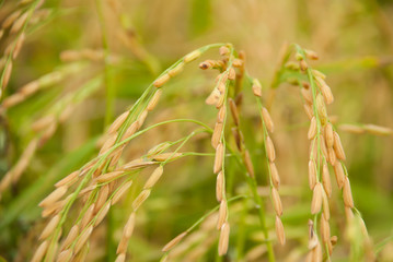 The paddy rice close up and green background
