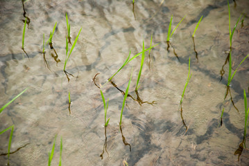 The rice farm and mud field in background