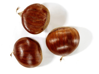 Three fresh shiny chestnuts isolated on a white background. Soft focus.