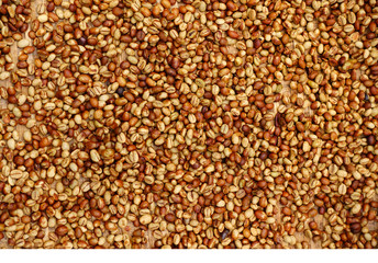 Coffee beans for backgrounds or textures