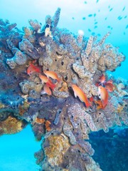 Coral life, Mauritius indian ocean  © byholm