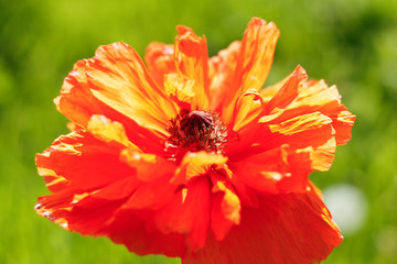 Poppy closeup in the rays of the sun.