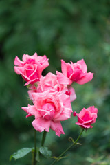 Beautiful blooming pink rose on a green background