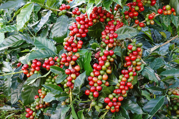 Coffee beans ripening on a tree.