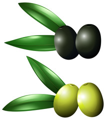 Obraz na płótnie Canvas Green and black olives