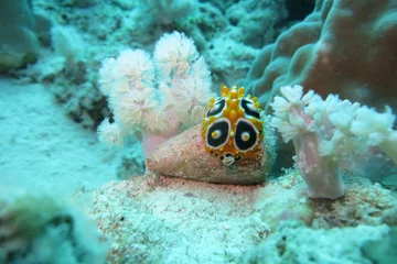Fotobehang Sea slug, Mauritius  © byholm