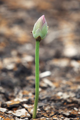 young lotus flower in dry land
