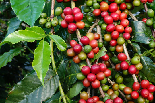 Coffee beans ripening on a tree.