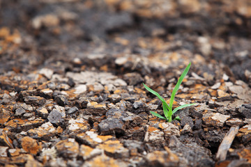 young grass on dry land