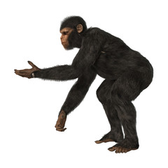 Chimpanzee Monkey on White
