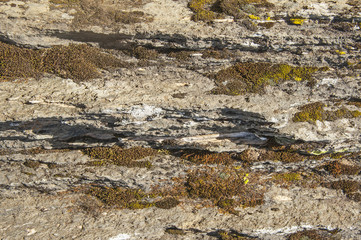 Moss and lichen on granite stone rock texture