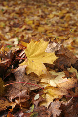 mucchio di foglie di acero in giardino.  Autunno
