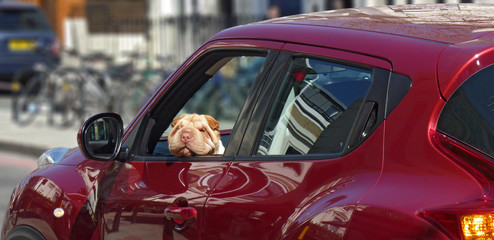 Junger Hund schaut aus rotem Auto