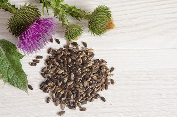 Seeds of a milk thistle with flowers (Silybum marianum, Scotch T