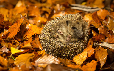 A young cute hedgehog curled up in autumn leaves