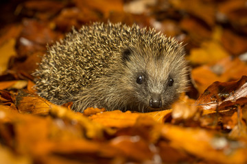 A young cute hedgehog walking through the woodland autumn leaves