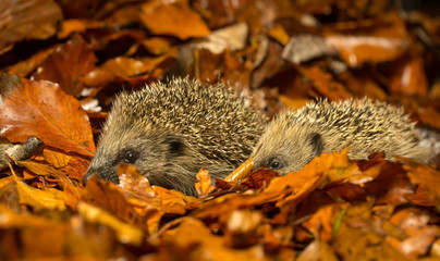 Two young cute hedgehogs walking through the woodland autumn leaves