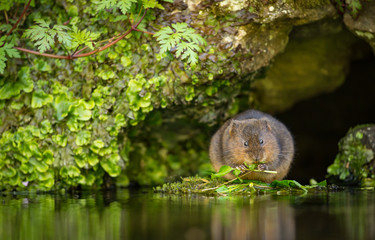 A little cute water vole