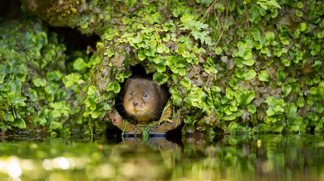 A little cute water vole