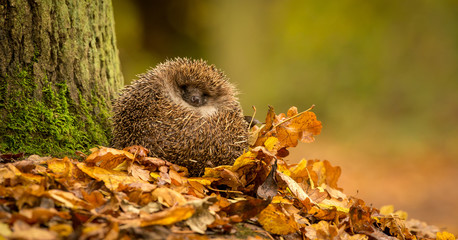 A cute little wild hedgehog curled up in a pile of golden autumn leaves