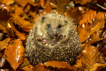 A cute little wild hedgehog curled up in a pile of golden autumn leaves