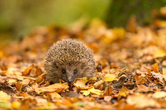 A cute little wild hedgehog walking through golden autumn leaves
