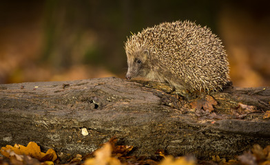 A cute little wild hedgehog walking on a fallen tree