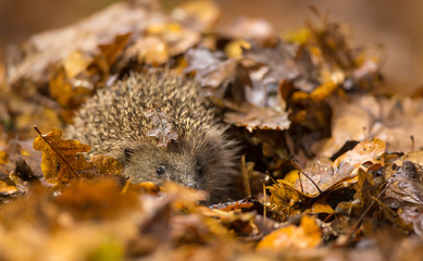 A cute little wild hedgehog walking through golden autumn leaves