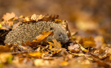 A cute little wild hedgehog walking through golden autumn leaves