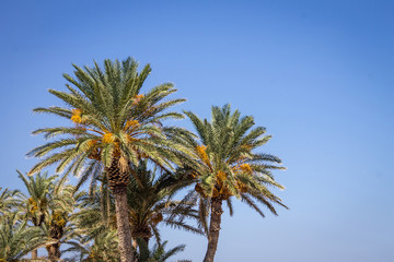 Palm Trees In The Sky