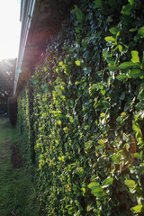 Green garden hedge